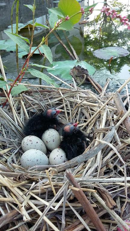 Апартаменти Water Bird Family Тоучен Екстер'єр фото